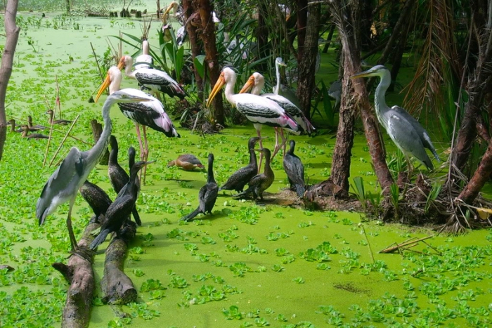 Bird paradise in Tra Su forest, top things to see in south vietnam